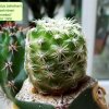 Discocactus _zehntneri _ssp.zehntneri 'buenekeri' 04